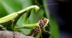 Praying Mantis vs Grasshopper: What Are 8 Key Differences? Picture