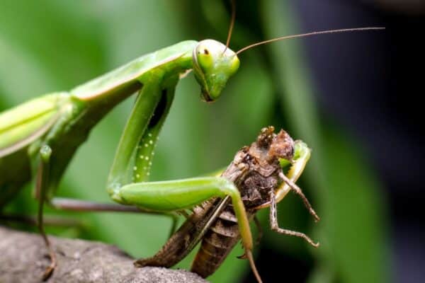 Praying Mantis, Mantis religiosa, eating a grasshopper.