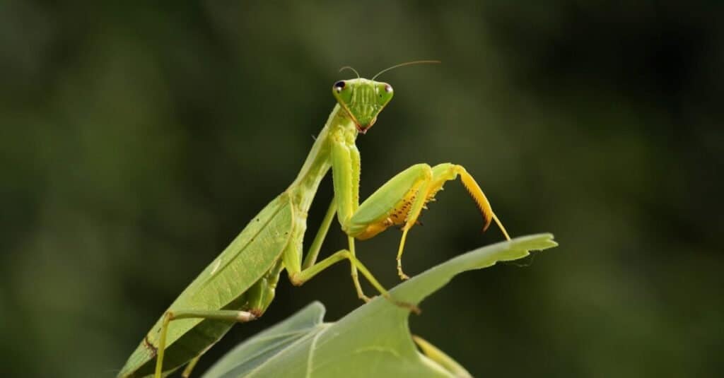 Giant African mantis or bush mantis sitting on a branch.