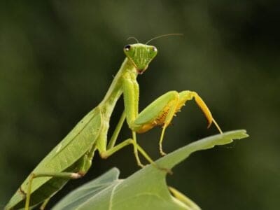 Praying Mantis Picture