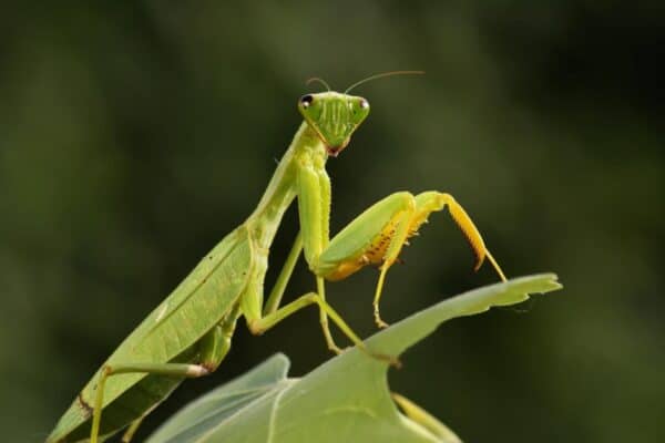 Giant African mantis or bush mantis sitting on a branch.