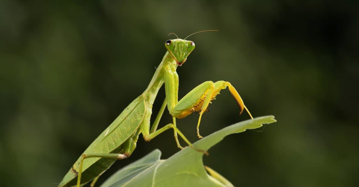 Giant African mantis or bush mantis sitting on a branch.