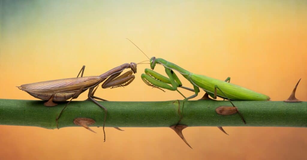Two Praying mantis are fighting on the branches of roses.