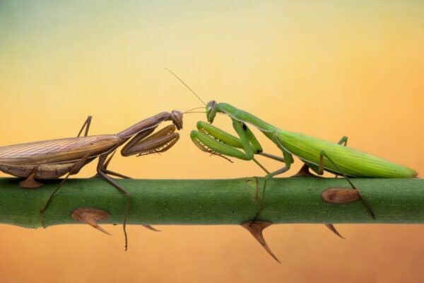 Two Praying mantis are fighting on the branches of roses. 