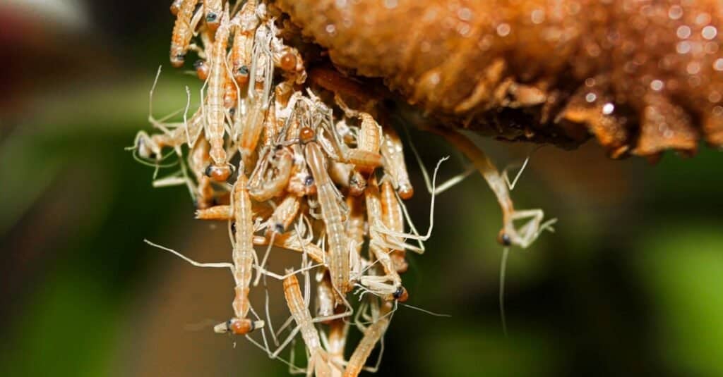 Praying mantis nymphs hatching from an ootheca.