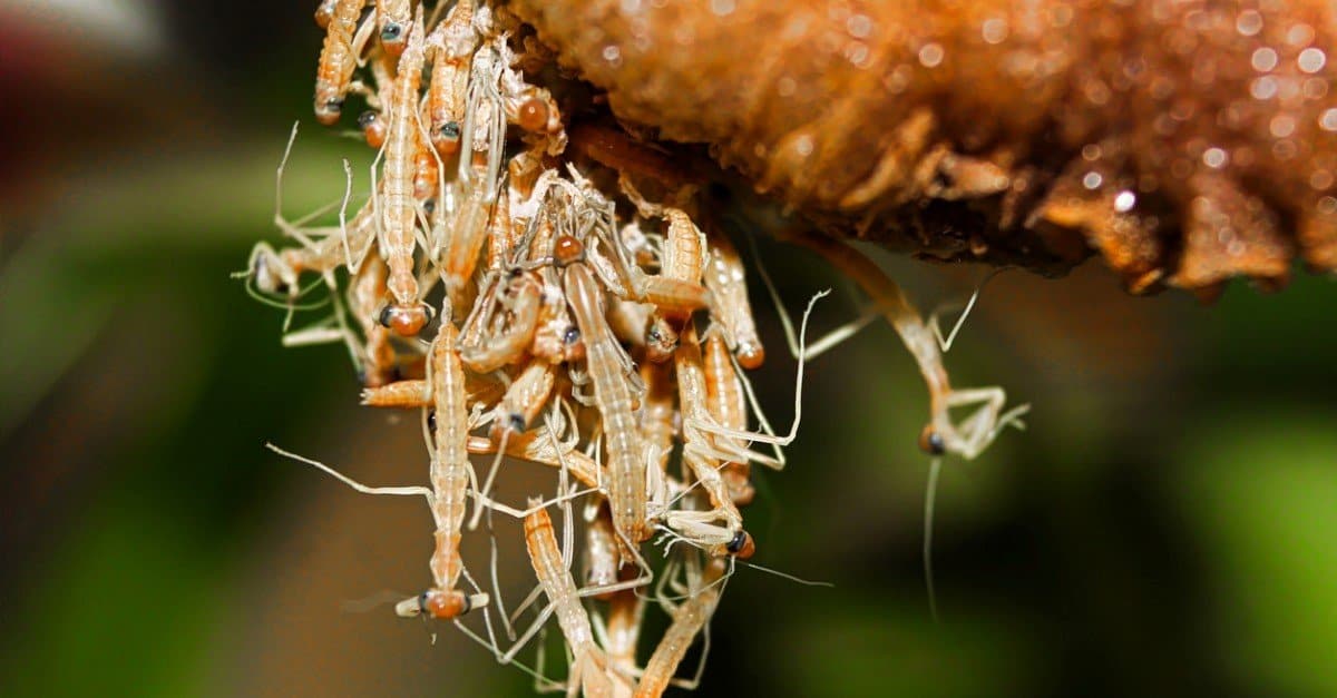 Praying Mantis Lifespan: How Long Do Praying Mantis Live? - A-Z Animals