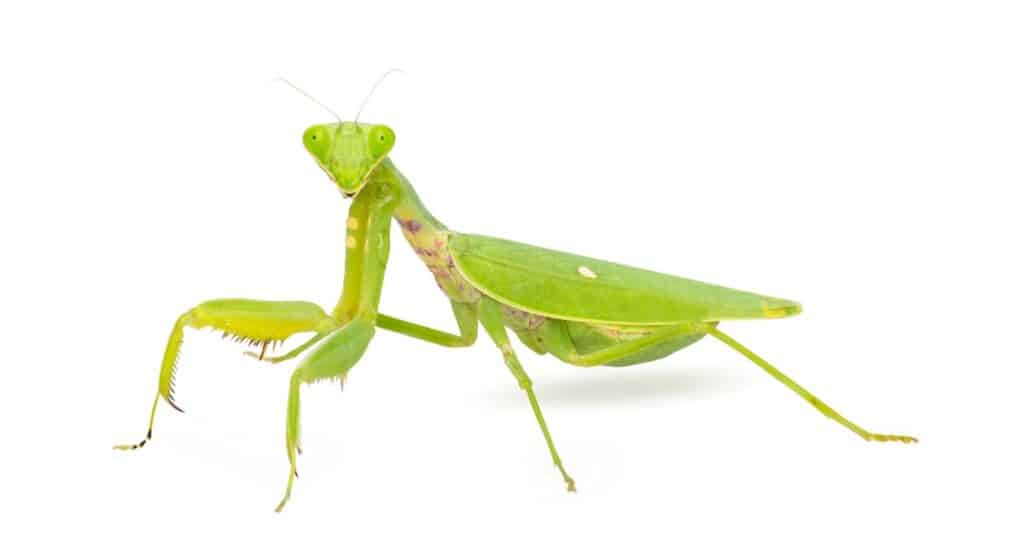 Praying mantis isolated on white background.