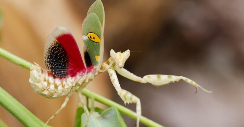 Creobroter gemmatus, a praying mantis, sits with outstretched wings.