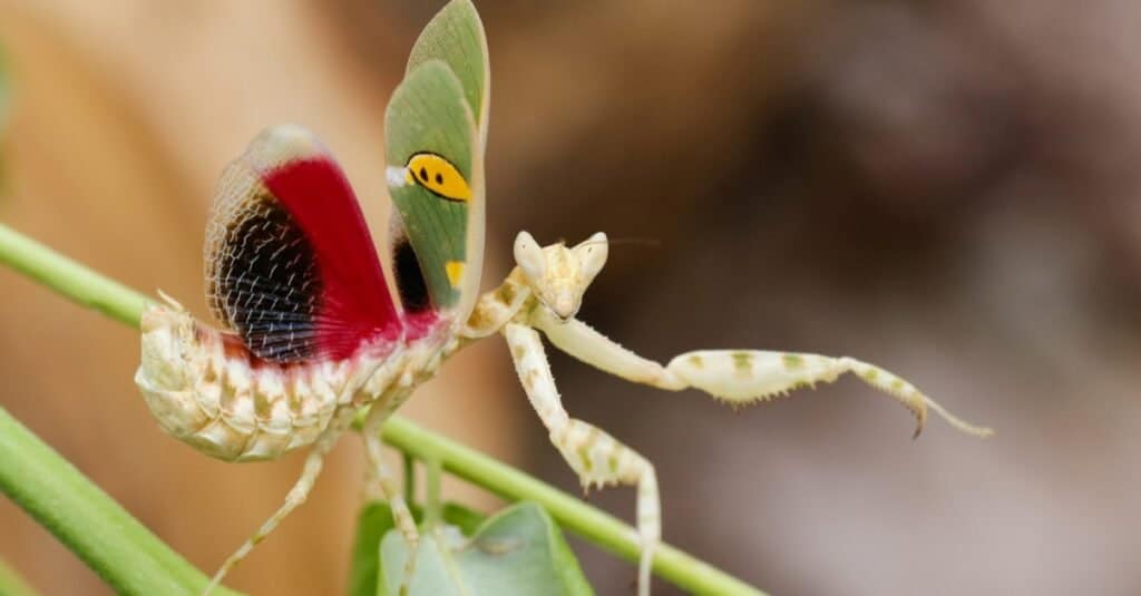 The Creobroter gemmatus mantis, a praying mantis