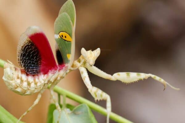 The Creobroter gemmatus mantis, a praying mantis, sitting with open wings.