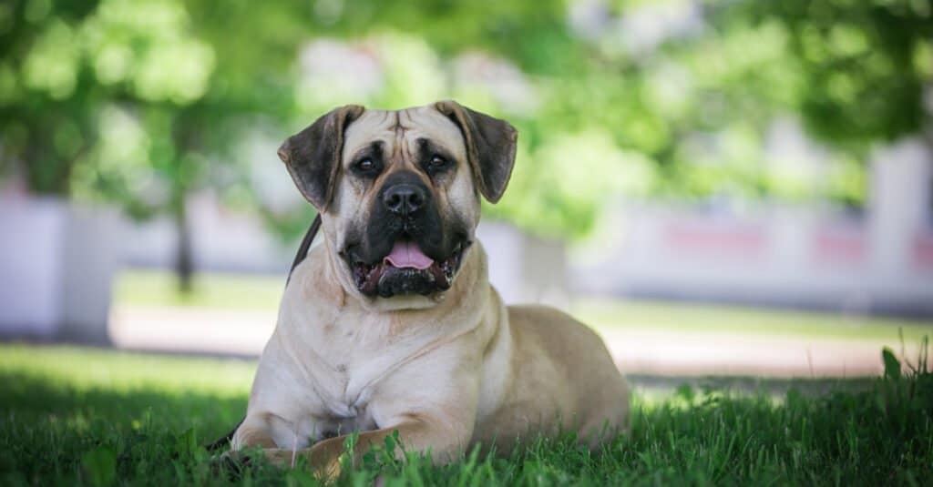 Presa Canario laying in the shade