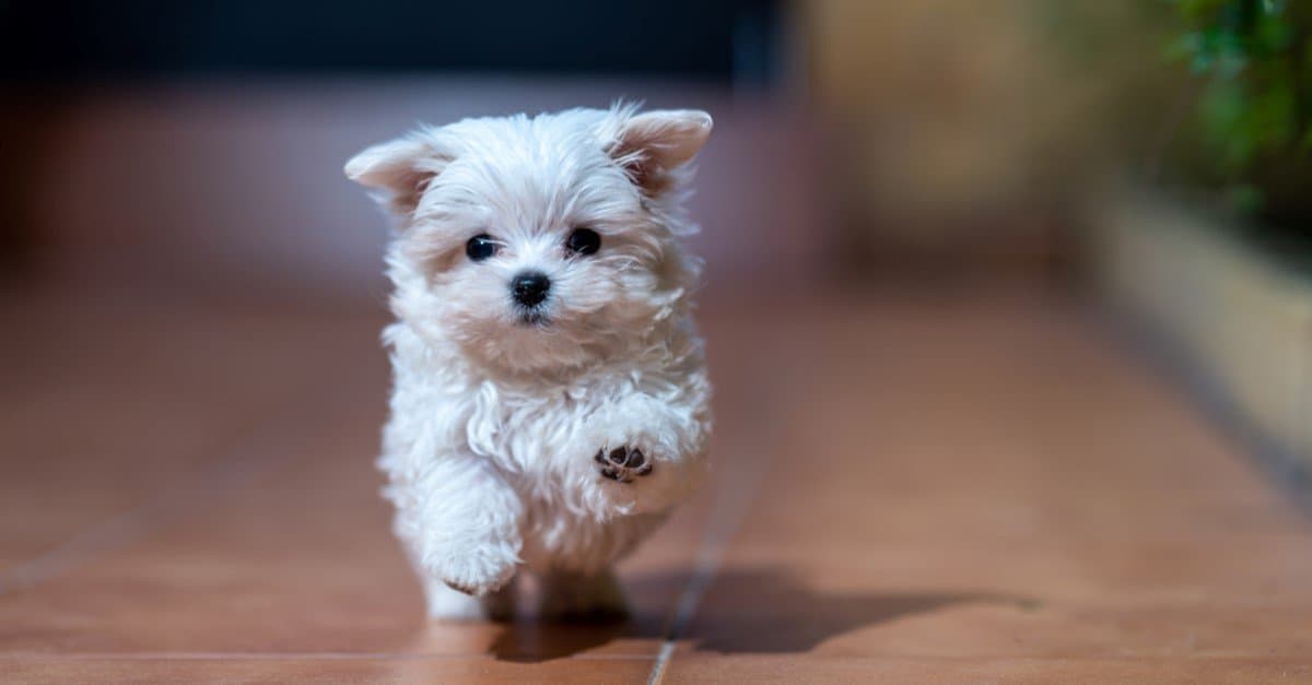 Top 9 Prettiest and Cutest Dog Breeds - AZ Animals