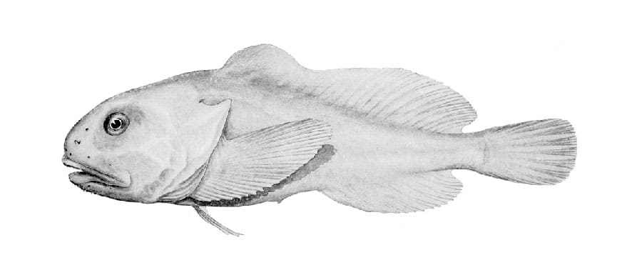 Neophrynichthys marcidus = Tâm thần marcidus