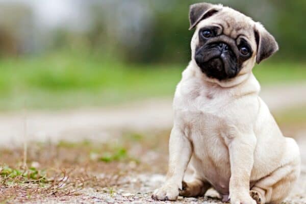 The Pug is one of the oldest dog breeds. 