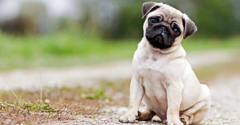 Pug puppy with head tilted sitting in road