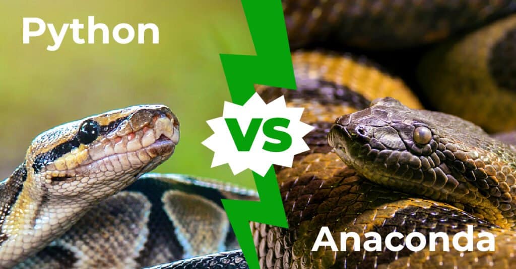 Who would win python or anaconda?