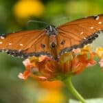 Among other plants, the queen butterfly feeds on poisonous milkweed.