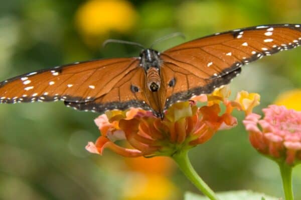 Among other plants, the queen butterfly feeds on poisonous milkweed.
