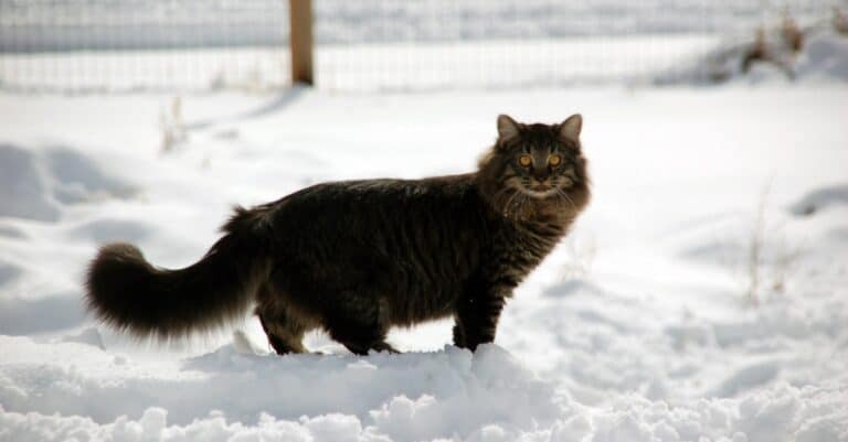 Ragamuffin walking outside in the snow