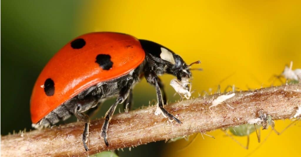 orange ladybug bite