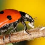 Female ladybugs can eat as many as 75 aphids in one day, they also like to eat scale, mealybugs, and spider mites.