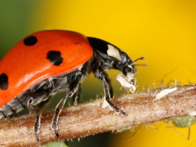 A Ladybug Quiz – Test Your Knowledge of These Beneficial Insects