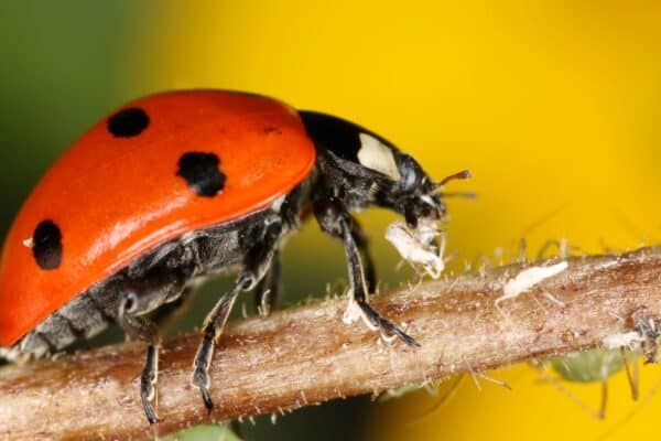 Female ladybugs can eat as many as 75 aphids in one day, they also like to eat scale, mealybugs, and spider mites.