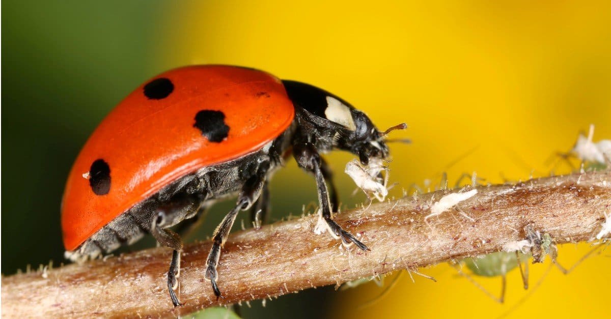 orange ladybug with black spots