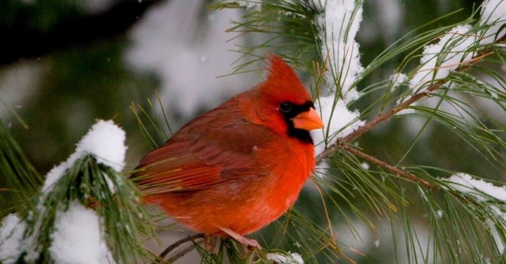 Animaux rouges - Cardinal rouge