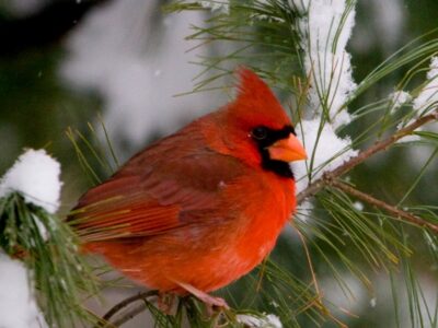 A Cardinal Quiz: Test What You Know!