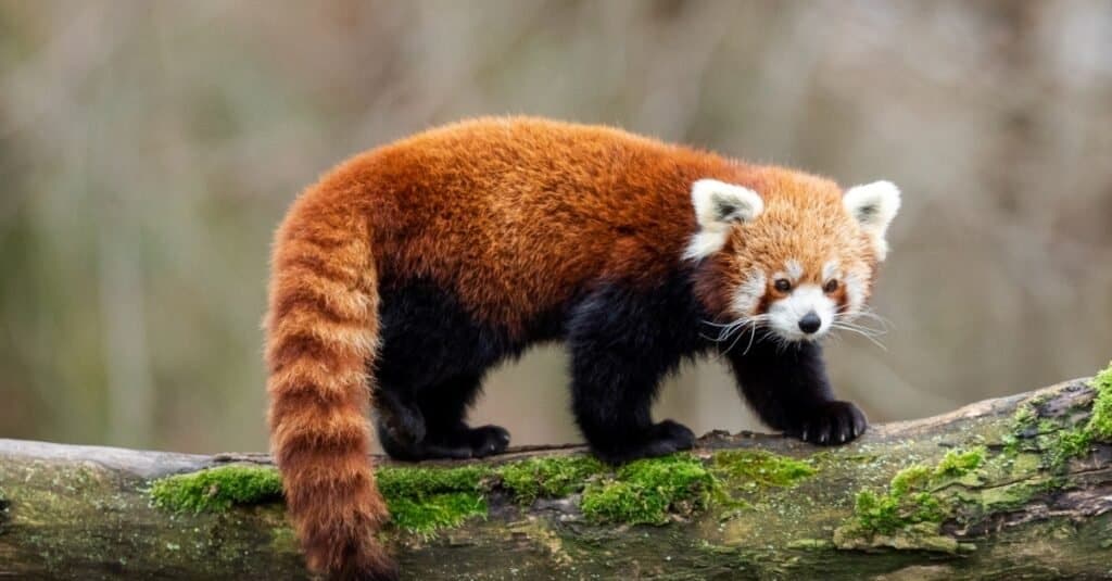 red panda vs panda