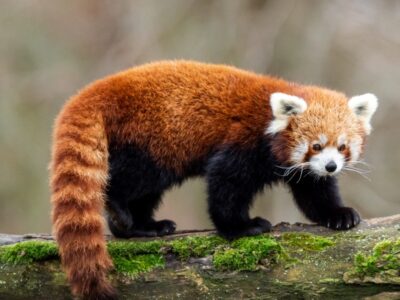 A Red Panda Quiz: Test What You Know!