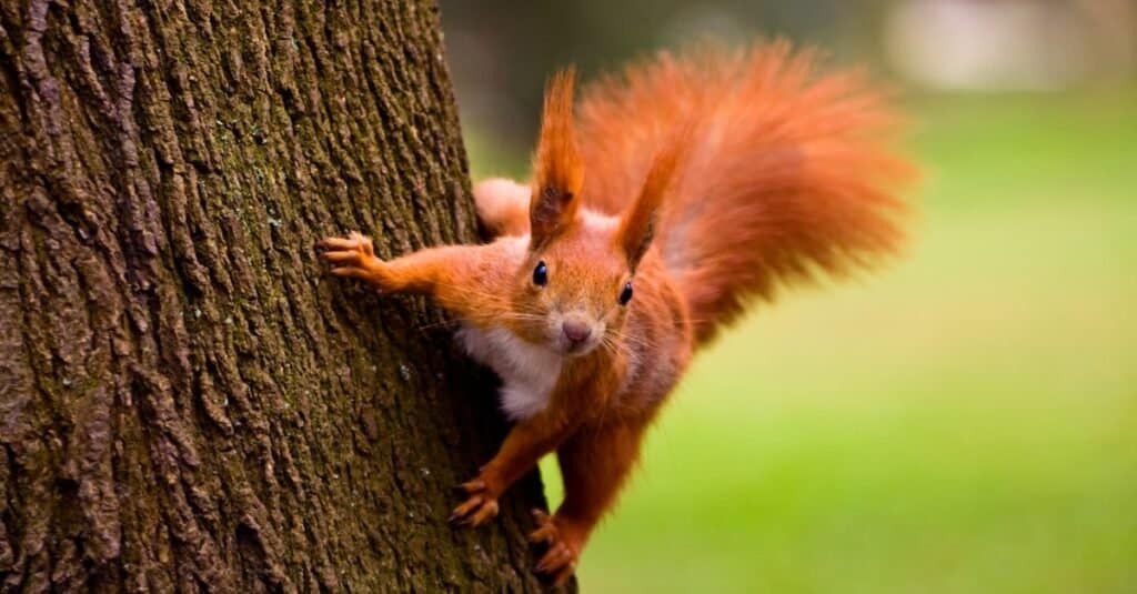 the camera has caught an American red squirrel on tree trunk. The squirrel, which is quite the ginger, is obviously in motion which can be ascertained by its big fully ginger tail, splayed in the rush of air. The squirrel's ears are tufted , pointing up. out of focus background of green, presumed grass. 