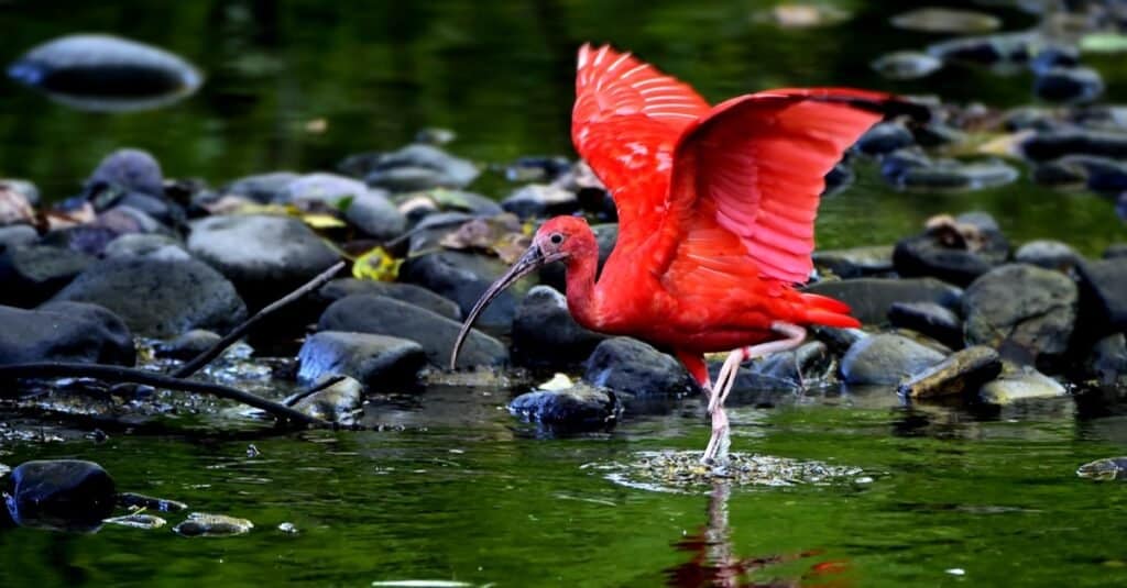 Animales rojos - Ibis escarlata