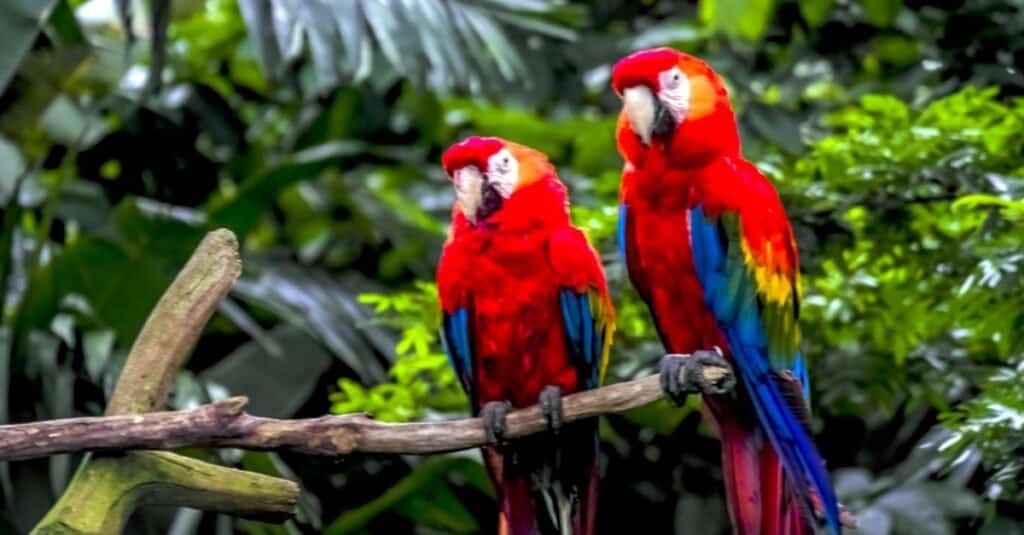 Animales rojos - guacamaya roja