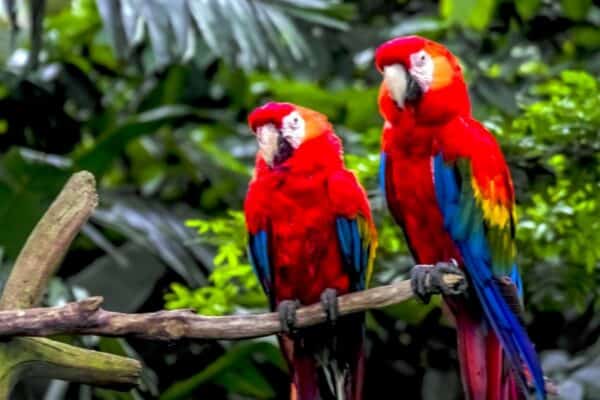 Scarlet Macaws are curious, strong-willed, and highly trainable. It is one of the most intelligent bird species in the world and is able to mimic words and sounds and learn tricks in captivity.