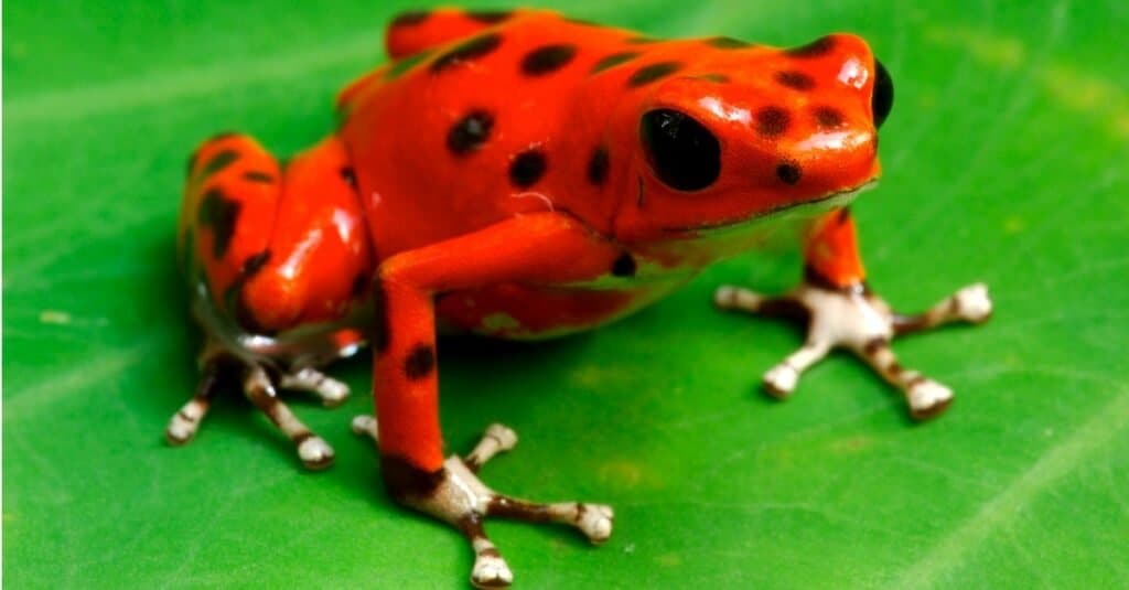 Động vật màu đỏ - Strawberry Poison Dart Frog