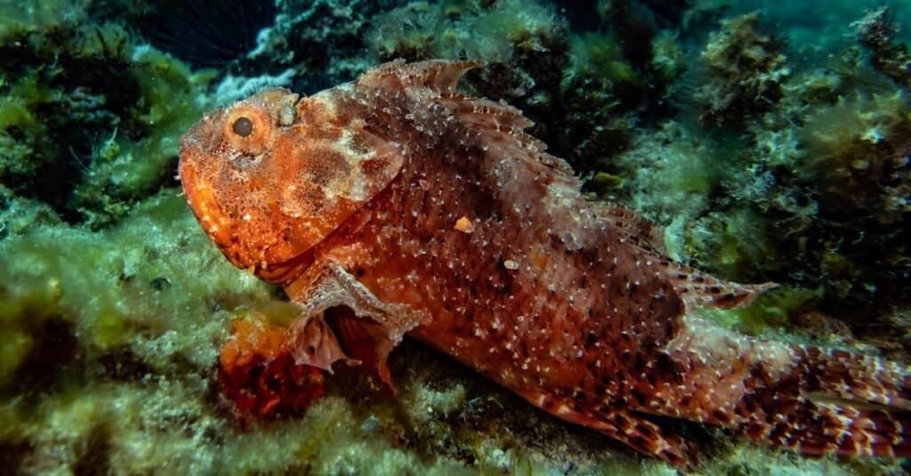 Red Animals - Western Red Scorpionfish