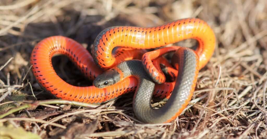 Ring-necked snake with bright orange neck ring and belly.