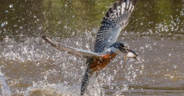 Ringed kingfisher with fish prey.