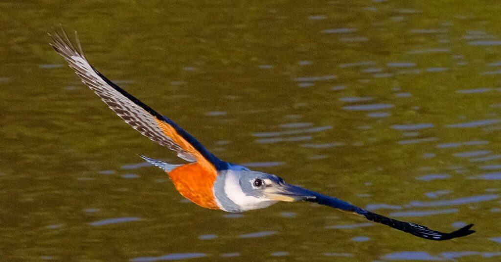 Flying female Ringed Kingfisher, Megaceryle torquata, a large, conspicuous and noisy kingfisher bird, Mato Grosso, Pantanal, Brazil, South America. Found in southern USA, Central and South America