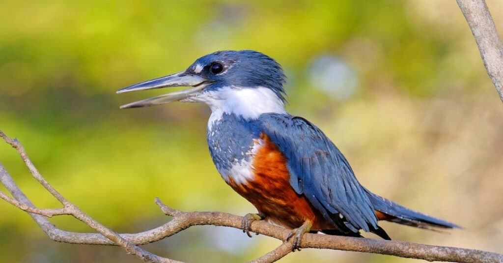 Female Ringed Kingfisher, Megaceryle torquata, a large, conspicuous and noisy kingfisher bird, Mato Grosso, Pantanal, Brazil, South America. Also found in southern USA, Central America, South America