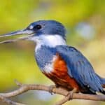 Ringed kingfisher