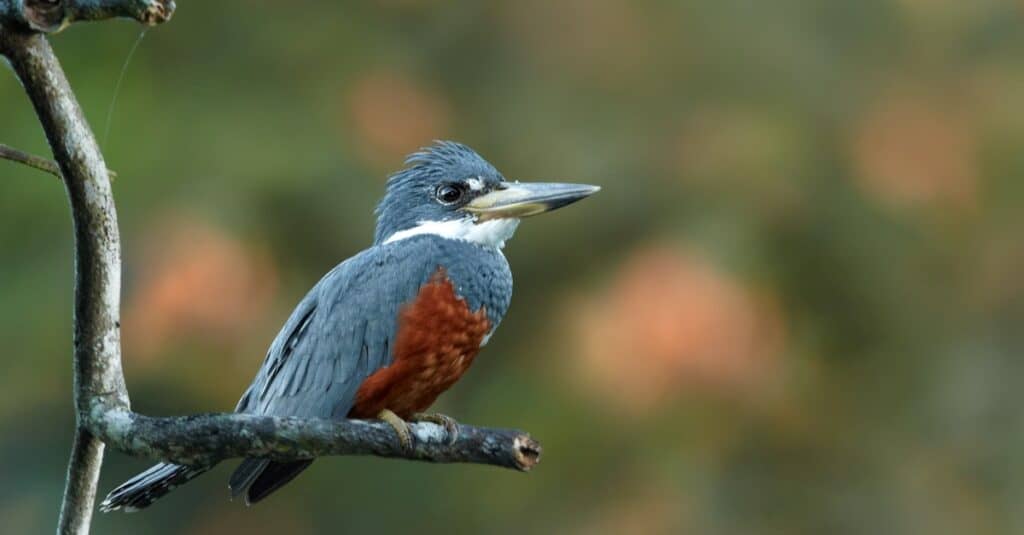 Kingfishers are the fishing spider's main predator.