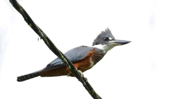 Beautiful Ringed Kingfisher (Megaceryle torquata) perched n an electric cable.