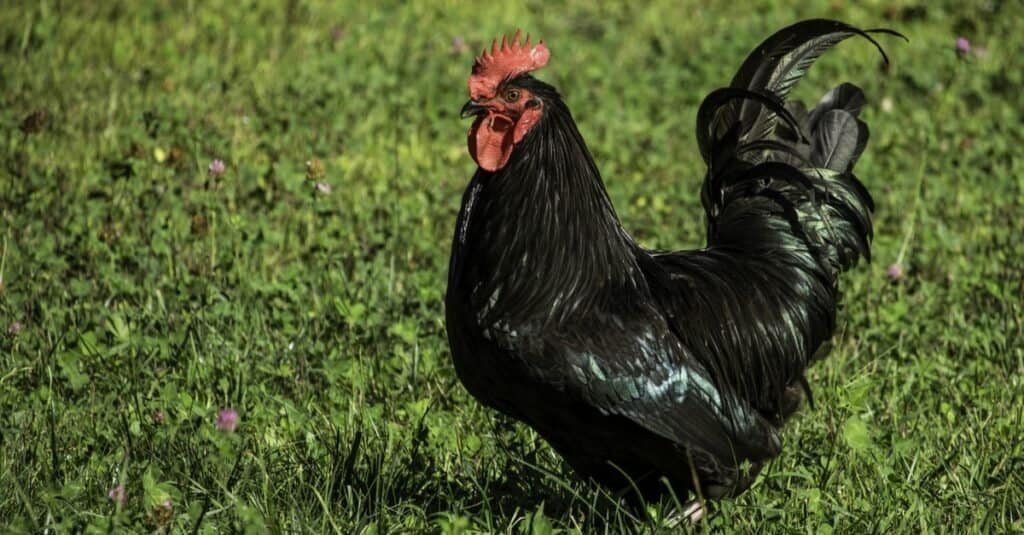 A Black Australorp rooster walking along eating in a field of grass and clover.