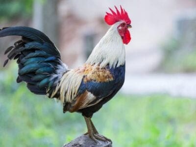 A Rooster
