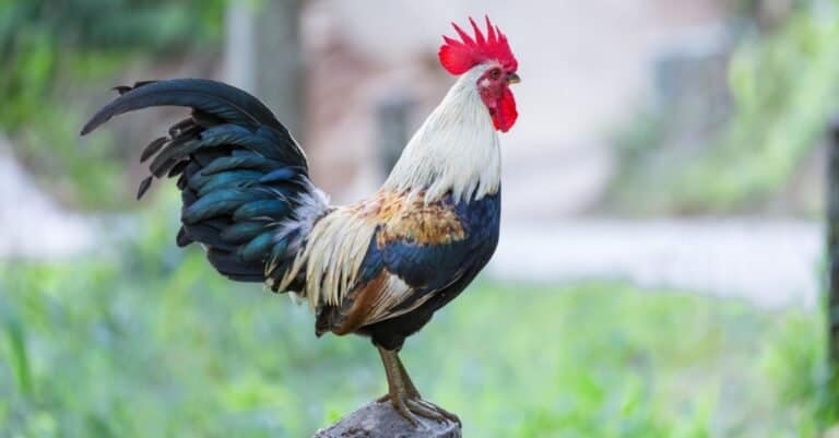 Rooster standing on a pole and crowing.