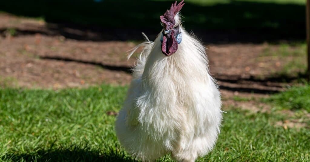 Silkie rooster, also known as silky or Chinese silk chicken.
