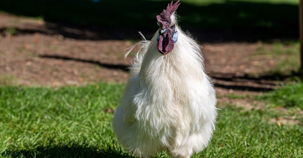 Silkie Hen vs Rooster: What Are the Differences? - A-Z Animals